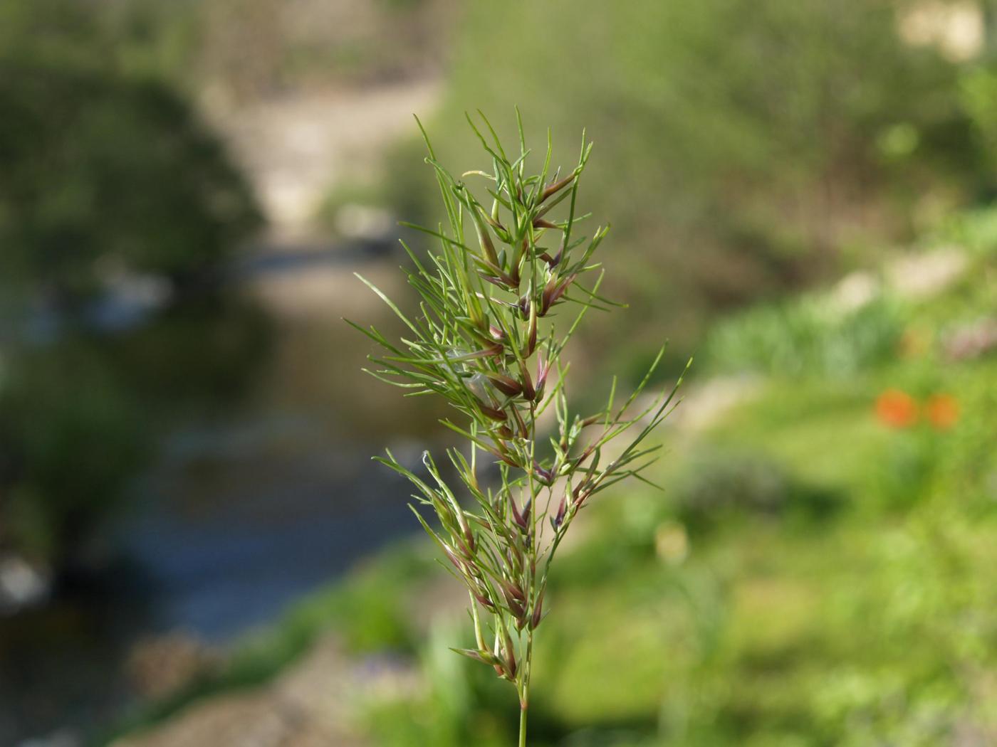 Meadow-grass, Bulbous fruit